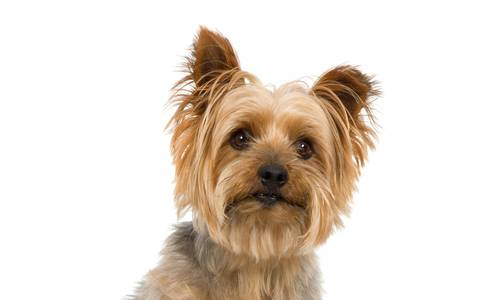 ADMITE MASCOTAS Hotel HL Miraflor Suites**** en Gran Canaria ADMITE MASCOTAS Hotel HL Miraflor Suites**** en Gran Canaria