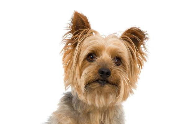 ADMITE MASCOTAS Hotel HL Miraflor Suites**** Gran Canaria ADMITE MASCOTAS Hotel HL Miraflor Suites**** Gran Canaria