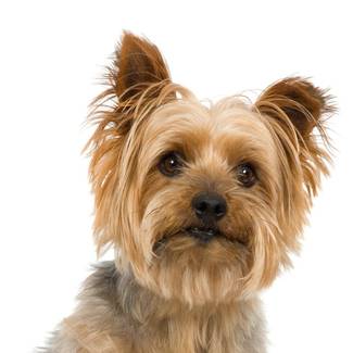 ADMITE MASCOTAS Hotel HL Miraflor Suites**** en Gran Canaria ADMITE MASCOTAS Hotel HL Miraflor Suites**** en Gran Canaria
